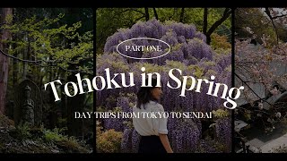 Japan Travel Vlog  Tohoku in Spring Highlights  Day Trips from Tokyo and Sendai [upl. by Ardnasal]