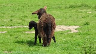 Poitou Eselfohlen in der Steveraue in Olfen 20170521 [upl. by Lashonda]