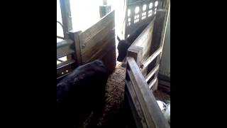 unloading cattle at sale barn 523 [upl. by Kylynn368]