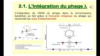 Génétique moléculaire  Recombinaison à site spécifique [upl. by Slade]