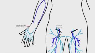 Upper Limb Venous Anatomy  Anatomy made easy  4K [upl. by Ibib]