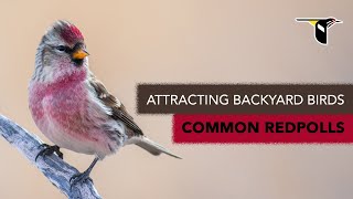 Attracting Backyard Birds Common Redpolls [upl. by Harrak]