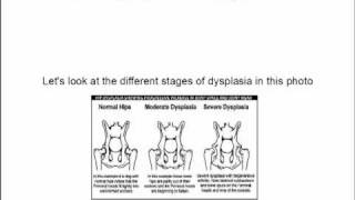 Dog hip dysplasia symptoms [upl. by Ahsar494]