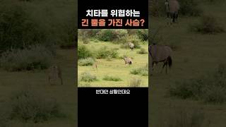 치타를 위협하는 긴 뿔을 가진 사슴 겜스복 gemsbok [upl. by Nalda]