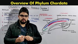 Phylum Chordata General Characteristics and Overview of Chordates [upl. by Ethbin]