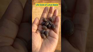 Life Cycle of Lotus Seeds in 14 Seconds shorts lotusseed ytshorts viral shortfeed plants [upl. by Ainattirb819]