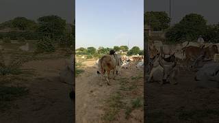 Tharparkar Ki ache cow shorts [upl. by Ainoet]