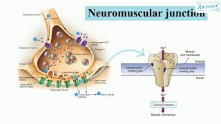 nicotinic acetylcholine receptor muscle type English  Medical terminology for medical students [upl. by Shepherd567]