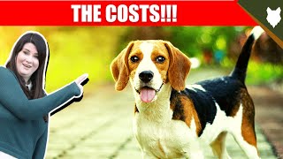 COST OF OWNING BEAGLE [upl. by Haissem]