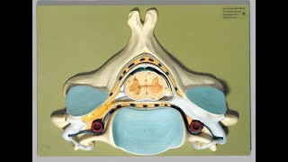 Vertebral column and spinal nerves preview  Human Anatomy  Kenhub [upl. by Currier]