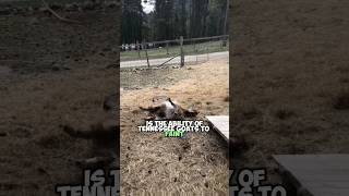 The Fascinating World of Fainting Goats Unraveling the Worlds Most Unusual Animals [upl. by Anaiad]