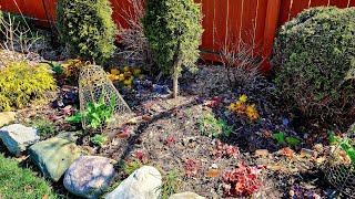 Trimming Heuchera Tiarella amp Butterfly Bush for Spring Growth 🌷🦋💚 Suburban Oasis [upl. by Treblig]