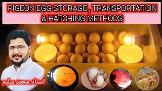 Pigeon Eggs StorageTransportation And Handling Temperature [upl. by Ahsinot]