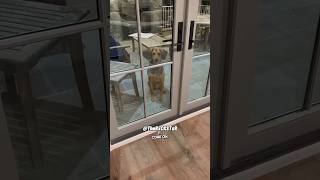 He Couldn’t Believe What His Dog Could Do  RxCKSTxR Comedy Voiceover [upl. by Neona]