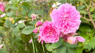 Mystery Delphinium  Harlow Carr Rose by David Austin  Blessed [upl. by Alaster]