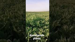 Assafoetida plants ferula garden kovrak plantatsiyasi agriculture nature plant farmer hing [upl. by Bluma573]