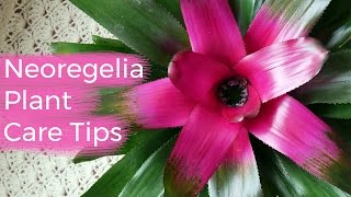 Neoregelia Plant Care Tips The Bromeliad With The Striking Foliage  Joy Us Garden [upl. by Aramak166]