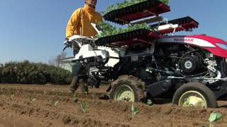 PW10  Automatic Vegetable Transplanter [upl. by Joliet961]