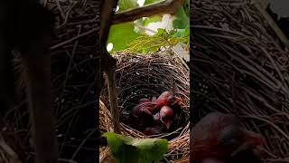 Bulbul bird babies P 25 [upl. by Lleval674]