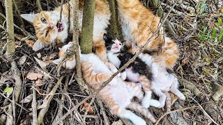 LTT Animal  Trapped Cat Familys Miracle From Tree Roots to Forever Home 🐱 [upl. by Rior]