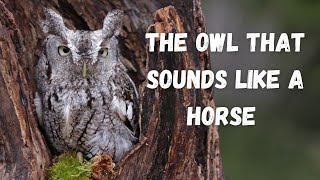 Eastern Screech Owl  The Owl That Sounds Like A Horse [upl. by Gant]