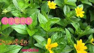 蟛蜞菊的功效与作用 Health Benefit of Wedelia trilobata [upl. by Savill]