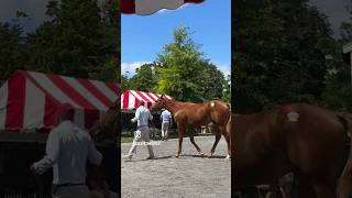 A weekend of shopping the FasigTipton NY Bred Sale with Taproot [upl. by Mylo]