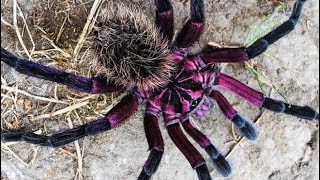 Unboxing Xenethis sp Tenebris Tarantulas [upl. by Jonme3]