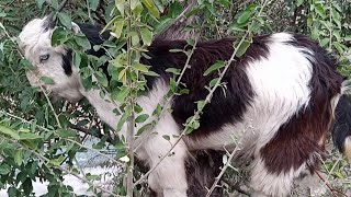 Goat baby  Goat baby Eating leafs [upl. by Dosia]