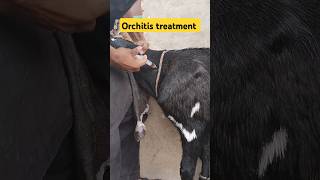 orchitis treatment castration goat goatfarming ytshorts youtube [upl. by Gian948]