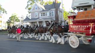 Williams Distributing presents The Budweiser Clydesdales [upl. by Silva]