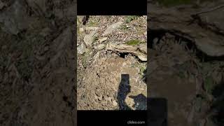 A Groundhog rebuilds his large burrow opening after the flood Closeup view Harpeth River TN USA🎶 [upl. by Spracklen]