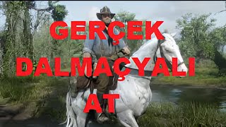 Red Dead Redemption 2 Gerçek Dalmaçyalı At [upl. by Nyrem]