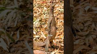 ये है Western Argus Monitor Lizardviralshort amazingfacts animals topamezingfacts [upl. by Lietman]