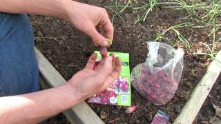 How to Plant Onion Sets  Spacing Matters 4 inches for Full Sized Onions  MFG 2014 [upl. by Colwin]