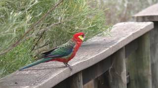 Western Rosella [upl. by Ettesoj]