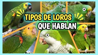 Loros que Hablan Más Fácil y Rápido  5 Tipos de Loros Amazona que Hablan Mucho [upl. by Griffiths]