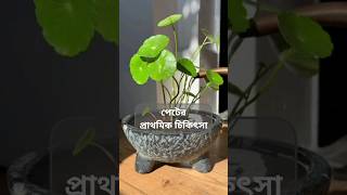 হাইড্রোকোটাইল ভালগারিস  Hydrocotyle vulgarisPlant  পেটের প্রাথমিক চিকিৎসা। facebookpage [upl. by Nwahsek]