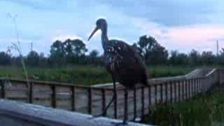 Limpkin Call as He Flies Off [upl. by Manson986]