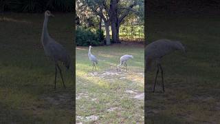 Sandhill Cranes [upl. by Florentia]