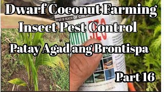 Dwarf Coconut Farming Part 16 Applying Liquid Foliar Insecticide [upl. by Gilli]