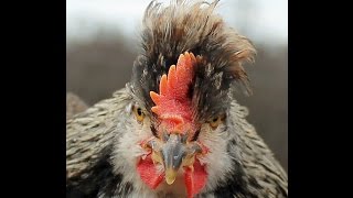 Viking Chickens Icelandic Chicks  Seven Weeks Old  Pure Behl Lines [upl. by Huey]