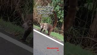 Coatí Mundis o Gato Solo [upl. by Ludovico]