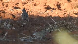 Galerida cristata  crested lark  cogujada común [upl. by Bald922]