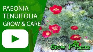 Paeonia tenuifolia [upl. by Aneehsor244]