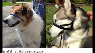 Compare First Time Using SafeCalm Collar to First Time Using HALTI Head Collar [upl. by Spillihp86]