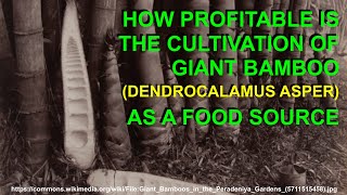 How Profitable is the Cultivation of Giant Bamboo Dendrocalamus Asper as a Food Source [upl. by Minier]