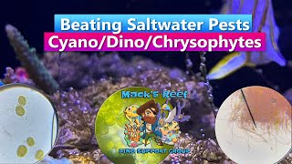 Beating Saltwater Aquarium Pests  Cyano Dino Chrysophytes with Macks Reef [upl. by Ninos]