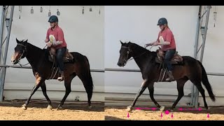 Improving trot quality with lateral movements [upl. by Wons441]