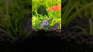 Hillstream Loach Care Tips [upl. by Assirroc336]